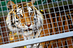 Tiger Image
