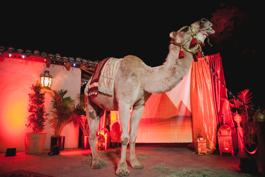 Camel